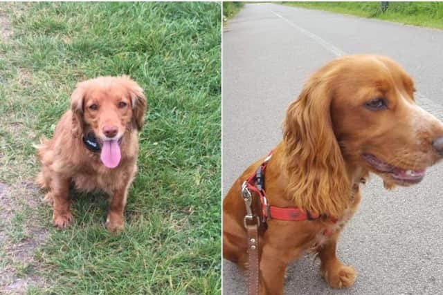 Amber (left) and Honey went missing while on walks with their owners in Rabbit Ings Country Park at Royston in September and December respectively.
