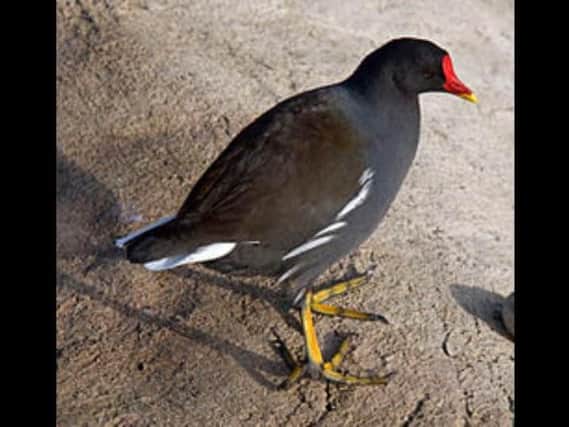 The moorhen died after it was injured by one of a number of rocks thrown by a group of men in Newmillerdam this weekend. Picture: PCSO Colin Starford