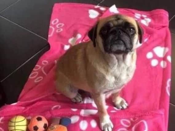 The Chug - a cross between a Chihuahua and the Pug - was found running loose on the M62