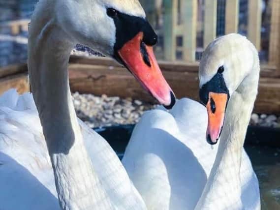 The swan, left, is said to be recovering well. Picture: Yorkshire Swan Rescue Centre