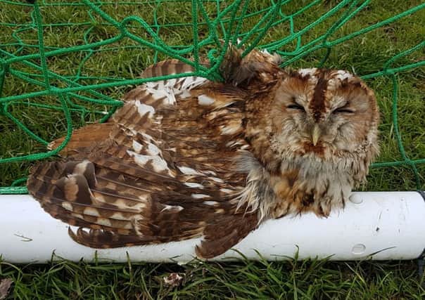 The tawny owl had to be cut free and eventually released back into the wild.