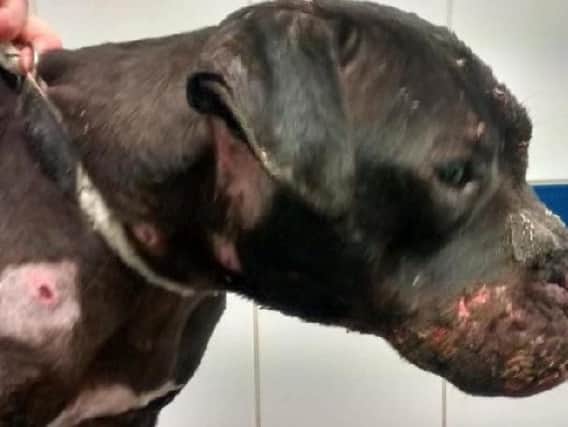 Staffie Kali was rescued as part of a dog fighting investigation after she was found cowering in a garden. Photo credit: RSPCA.