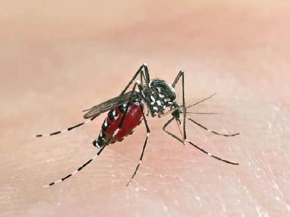 Asian tiger mosquitoes could be attracted to the UK. Photo: Shutterstock.