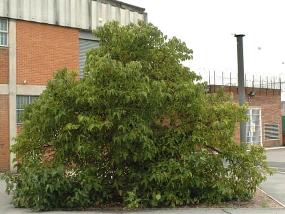 The mulberry bush at HMP Wakefield.