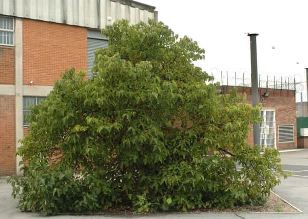 The Mulberry bush at HMP Prison Wakefield.