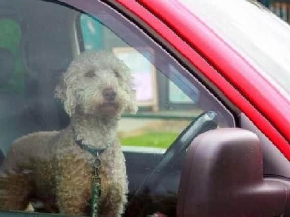 Police have issued a warning reminding people that dogs can die when left in hot cars after a pet was found left in a vehicle despite the hot weather.