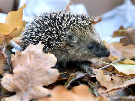 A hedgehog and her three babies were beaten to death in a brutal attack in Wakefield (stock image).