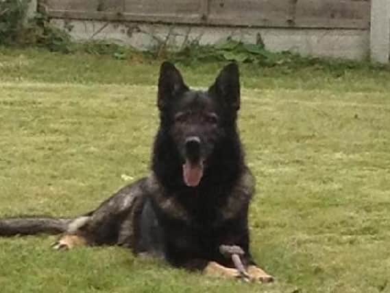 Odin, who sadly passed away earlier this month. PIC: Fireside K9