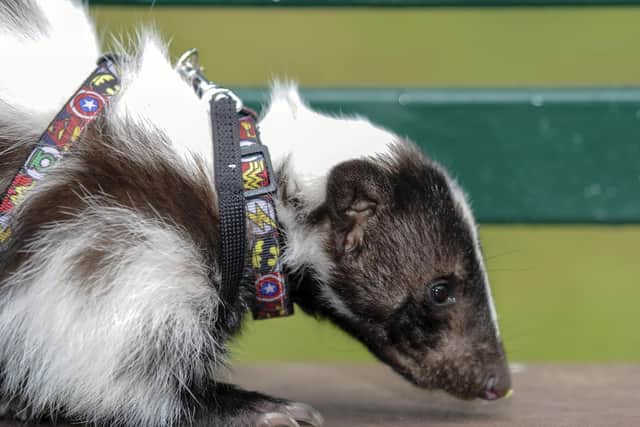 Pongo, 2, is a domesticated striped skunk, who has been socialised by humans since he was just three weeks old, and is even litter trained.