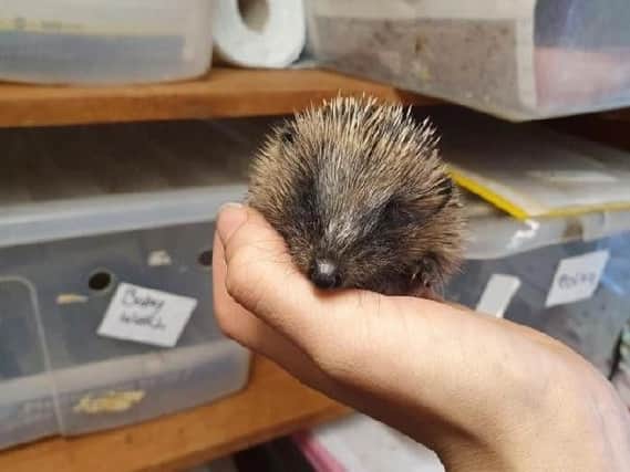 Baby hedgehog who was tortured by a gang of children.
