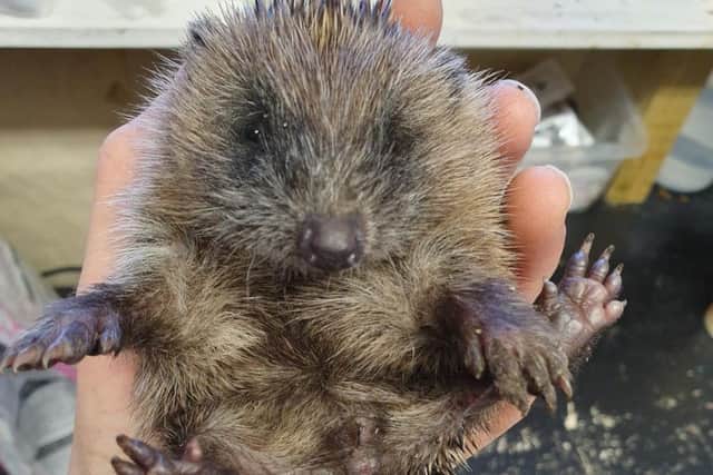The hoglet weighed just 150g at the time of her death.