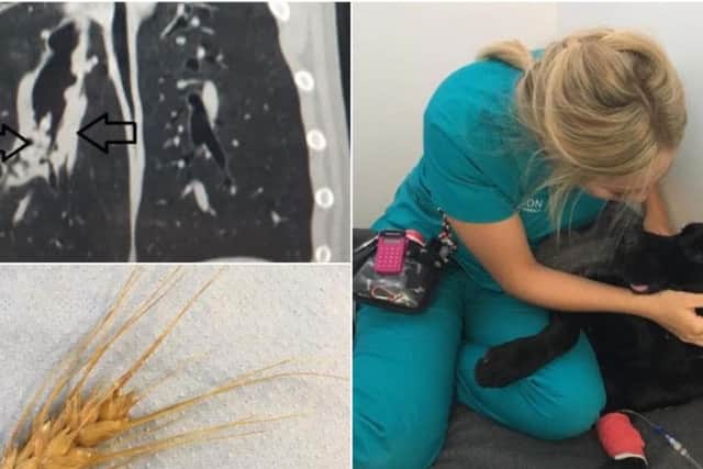 Lab Ben has now made a full recovery after swallowing the 10cm barley awn, which became lodged deep in his lung. (Pictures: Paragon Veterinary Referrals)