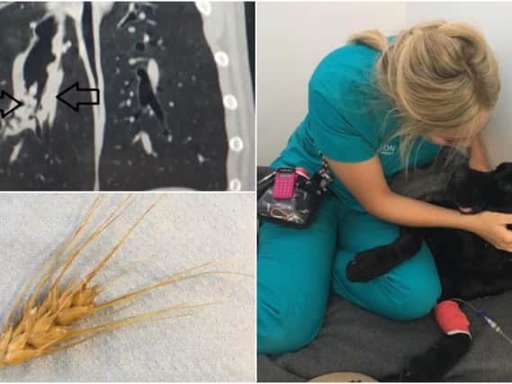 Lab Ben has now made a full recovery after swallowing the 10cm barley awn, which became lodged deep in his lung. (Pictures: Paragon Veterinary Referrals)