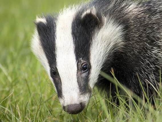 Police are appealing for information after a badger was found injured yesterday.