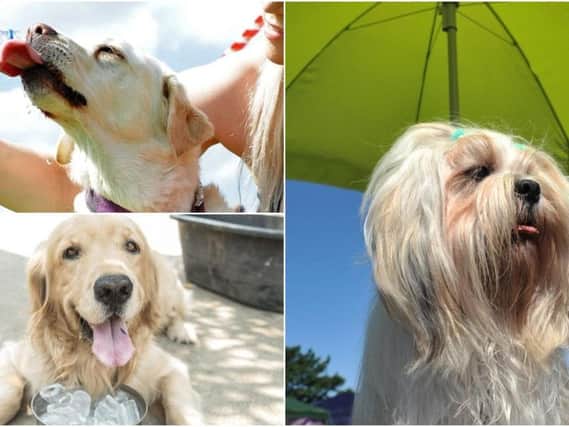 Keeping your dogs cool this summer.