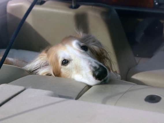 Research reveals more than 15 million drivers have failed to help a dog left alone in a car on a hot day.