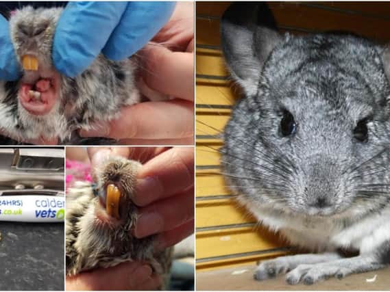 It is quite common for animals like chinchillas to get overgrown teeth. (Pictures from Calder Vets)
