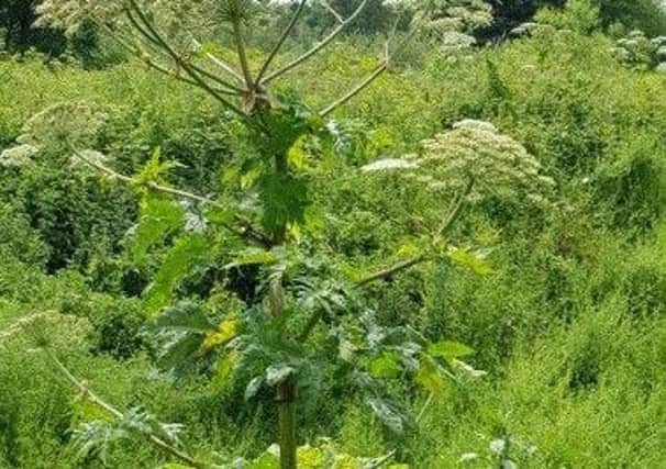 Giant hogweed seen by the side of a river behind Horbury Junction Industrial Estate.