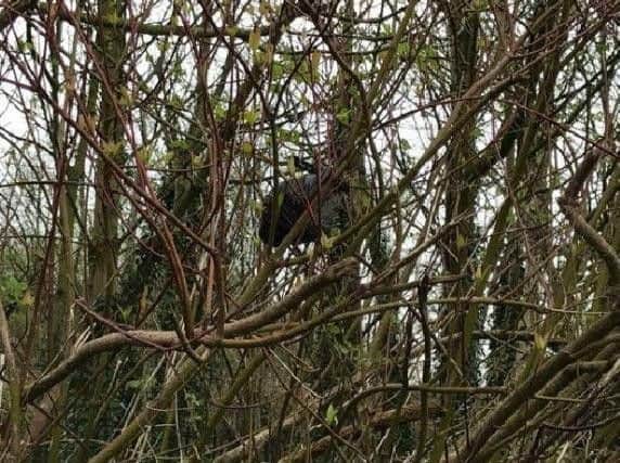 Dog poo in a bag which has been thrown into a tree on Barley Cop Lane. Picture: Michelle Blade