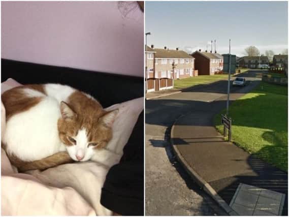 A distraught pet owner has hit out at an evil motorist who purposely sped up to kill her pet cat in front of her eyes.