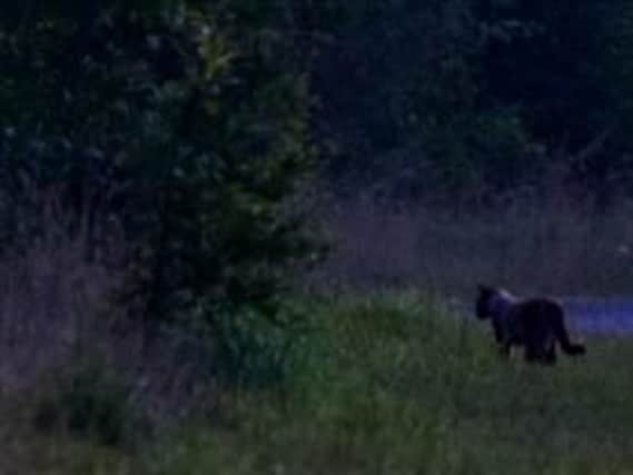 A big cat expert has rubbished reports that a predator is prowling a nature reserve near Castleford. Photo: John Pearson