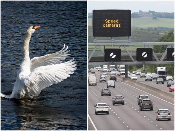Officers are responding to reports of a swan on the M1 at Wakefield this morning. Stock image.