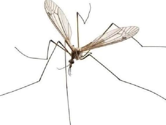 Daddy Long Legs only live for 10 to 15 days so they have to quickly search for a mate so the females can lay eggs.