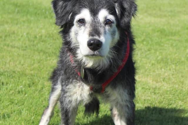 Could you offer old Den a home?