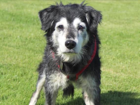 Could you offer old Den a home?