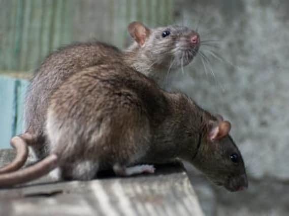 Rats are going to be making their way into houses in the winter.