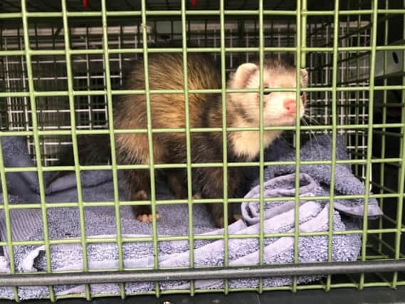 Tiger the ferret was found at the Jungle Stadium earlier this month. Photo: RSPCA