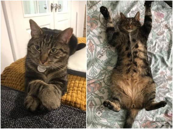 Celebrity cat Tigger has been missing from his Pontefract home for over a week.