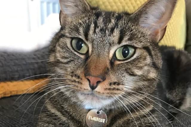 Celebrity cat Tigger has been missing from his Pontefract home for over a week.
