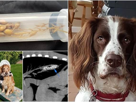 Burt, a Springer/German Short-Haired Pointer cross, had been coughing for six weeks after running in a field of barley and X-rays taken at his local vets suggested there was an object in his airways.