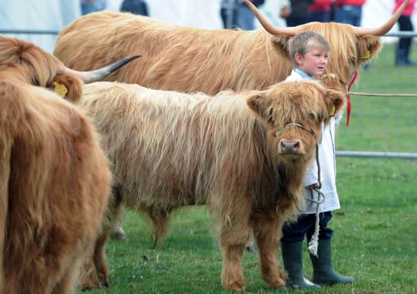 6th August 2011.  Emley Show. Six-year-old William Mosley shows Highland Cattle.