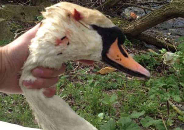 A swan was shot near its nest