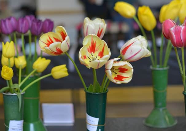 Pictured: Judging at the Wakefield and North of England Tulip Society annual show