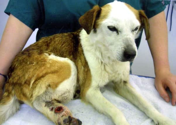 RSPCA cruelty case.
Lulu the dog left with maggots in a wound.