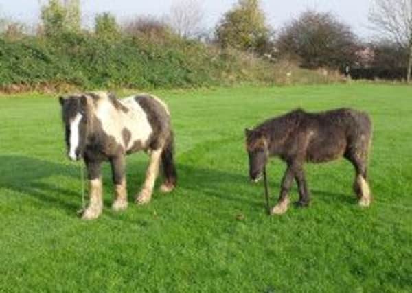 The RSPCA is warning horse owers to graze their animals away from sycamore trees.
