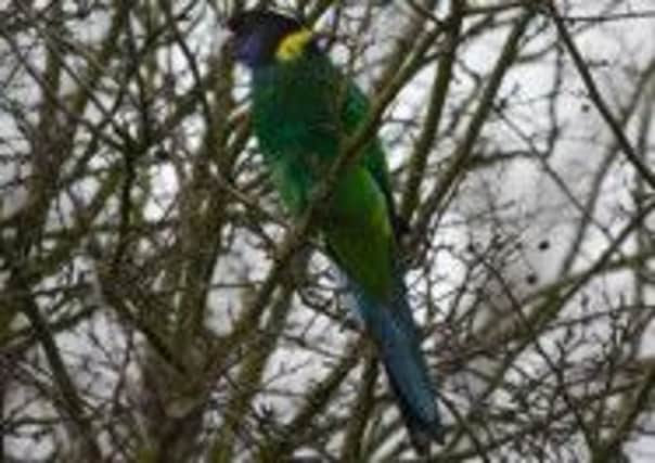 The Pugney's Port Lincoln Parrot, pictured by Mick Hemingway