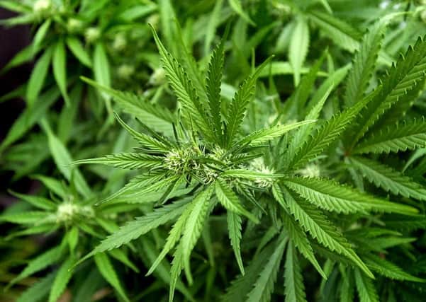Cannabis found in Flanshaw