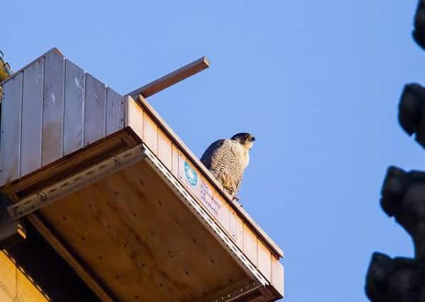 A Peregrine Falcon on Wakefield Cathedral. Pictured by Will Forrest, of Ossett Brewery