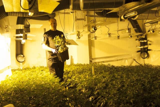 Inspector Ian Williams in a crop of cannabis plants in a building at the rear of the ABC cinema on Kirkgate in Wakefield discovered after a tipoff from a member of the public Picture Dean Atkins