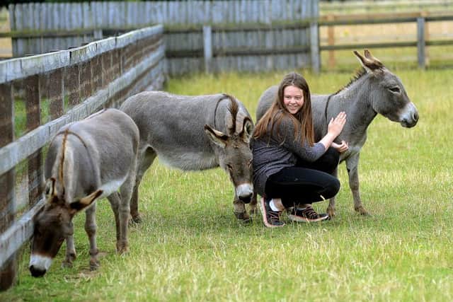Newspaper: Pontefract & Castleford Express.
Story: Jennifer Howarth from Cridling Stubbs will see her dream come true when her donkey santuary and visitors centre opens later in the year (2015). 
Photo date: 21/07/15
Picture Ref: AB144d0715
