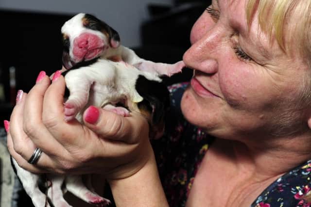Michelle Robinson feeding one of her bassett hound Tessa's 14 puppies.