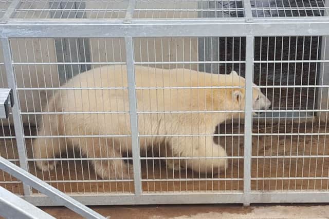 Nissan the polar bear at Yorkshire Wildlife Park in Doncaster.