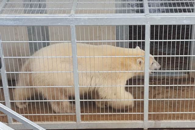 Nissan the polar bear at Yorkshire Wildlife Park in Doncaster after he had an unexpected encounter with shocked migrants who climbed aboard his lorry in Calais while he was being moved from Eastern Europe