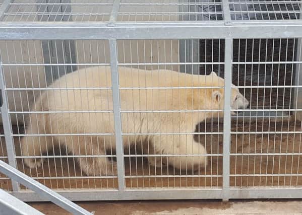 Nissan the polar bear at Yorkshire Wildlife Park in Doncaster after he had an unexpected encounter with shocked migrants who climbed aboard his lorry in Calais while he was being moved from Eastern Europe