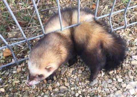 Whoops the ferret was trapped in a metal fence and had to be cut free by the fire service.