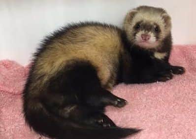Whoops the ferret was trapped in a metal fence and had to be cut free by the fire service.